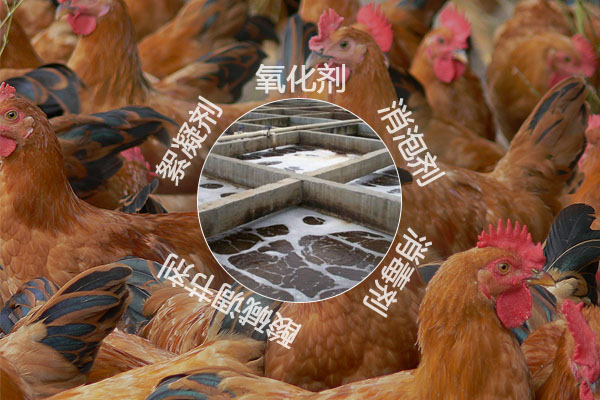 養(yǎng)雞場(chǎng)污水處理工藝流程及常用的化工原料有哪些？